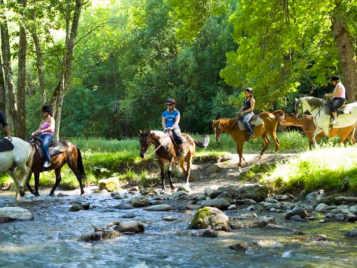Galloping through the fields